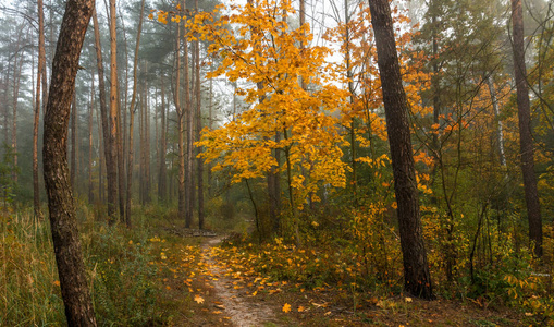 秋天的旅行。 秋天的森林。 秋天的颜色。 大自然。 景观。