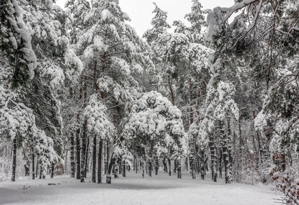 在冬天散步。 下雪的森林。 白雪覆盖的树。 飘雪。