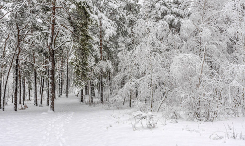 在冬天散步。 下雪的森林。 白雪覆盖的树。 飘雪。