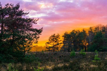 日落在森林石楠景观与极地平流层云一个罕见的天气现象，使天空粉红色