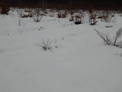 冬天的森林树木和雪中的植物图片