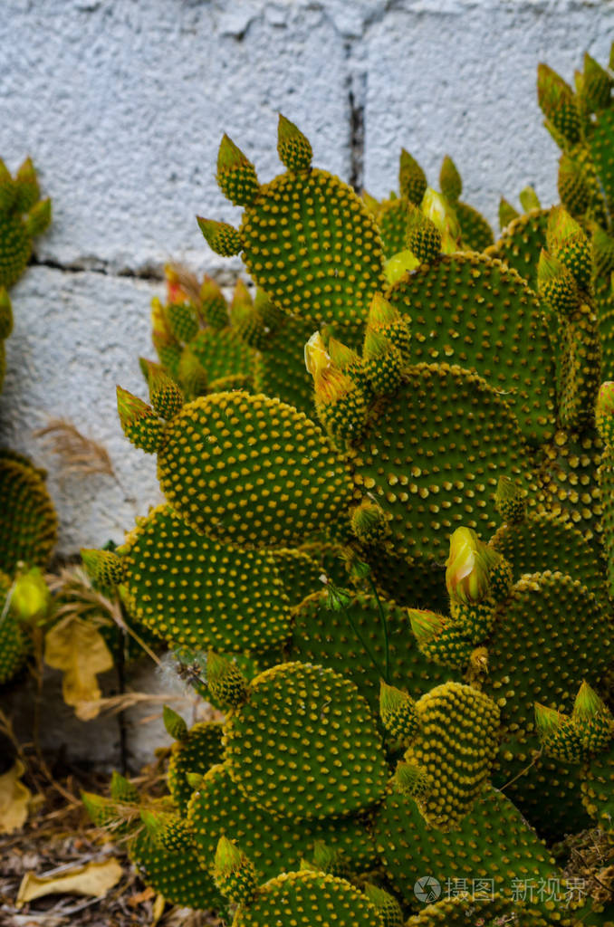安达植物中典型的干燥热带气候性质的野生绿色仙人掌