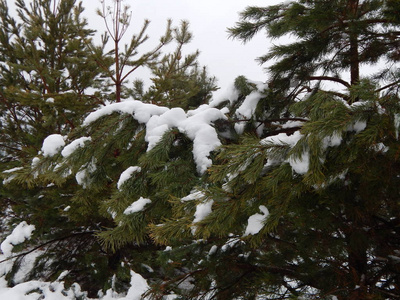冬天的森林树木和雪中的植物
