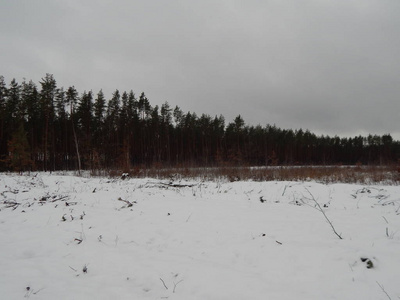 冬天的森林树木和雪中的植物图片