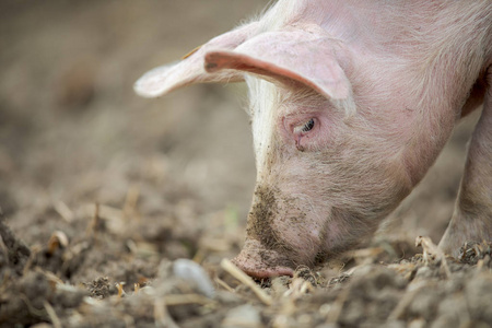 猪在有机肉农场的草地上吃东西