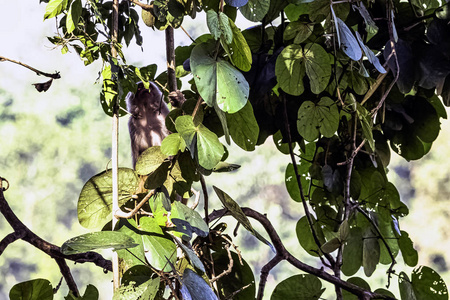 恒河猴Macacamulat ta在丛林吉姆科贝特国家公园印度