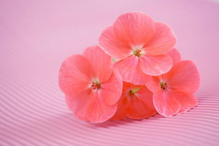 粉红色背景上美丽的粉红色天竺葵花。