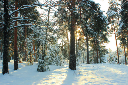 俄罗斯美丽的冬季松林..