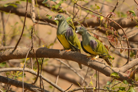 s GreenPigeon  Treron waalia