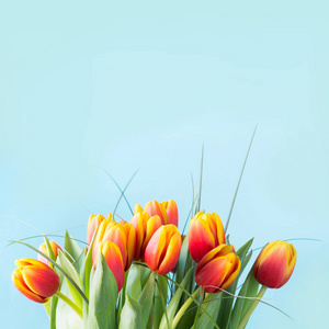 一束红色和黄色的郁金香花在一片蓝色的背景上。春天的概念。快关门。