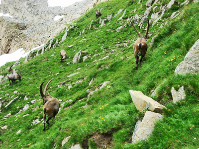 瑞士阿彭策尔Innerrhoden县Alpstein山区郊区的Chamois或RupicapraRupicapraL.