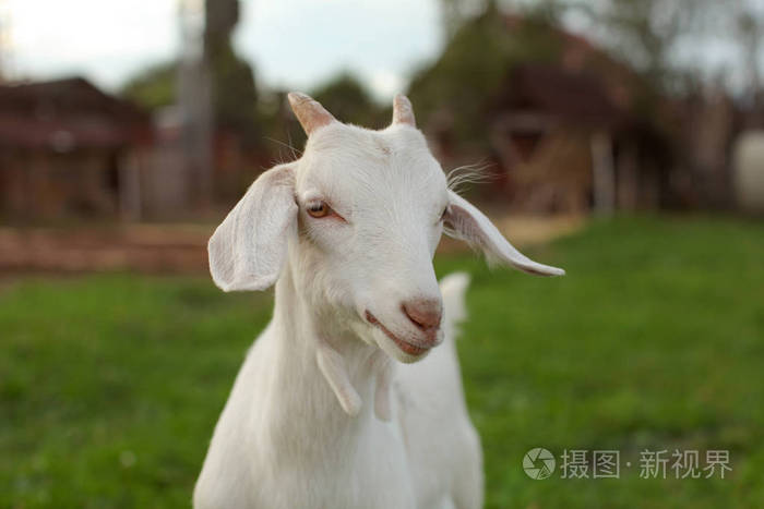 小羊角的小山羊,看着镜头,背景模糊的农场照片-正版商用图片16bbzy-摄