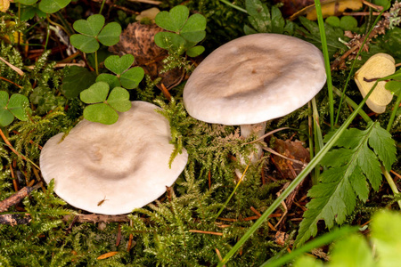 Tina BentInfundibulicbe Geotropa