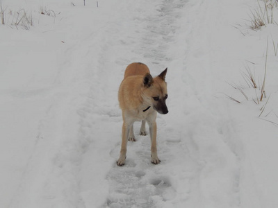 狗走过白雪皑皑的冬林
