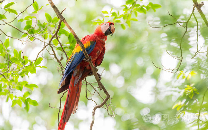 猩红澳门阿拉马考大红黄蓝中美和南美鹦鹉。 新热带鹦鹉的一大群成员，称为金刚鹦鹉。