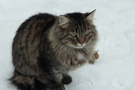 雪中的猫抖了出来