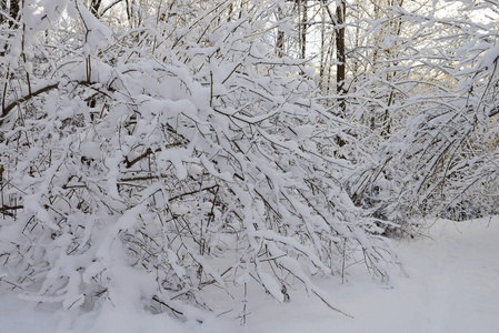 清晨白雪皑皑的冬林