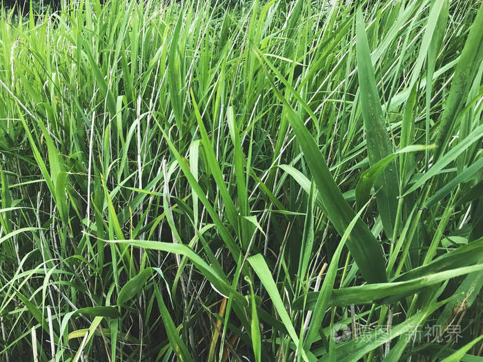 湖面上长满了绿茵的芦苇