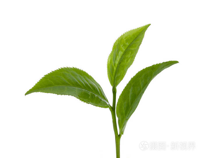 绿茶隔离在白色背景上照片-正版商用图片16bhty-摄图新视界