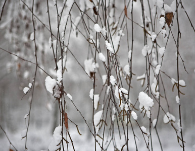 雪中的树枝