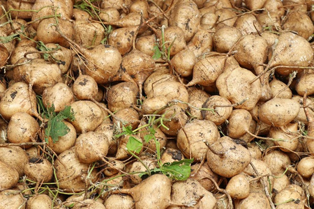 墨西哥山药图片