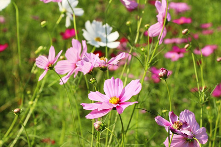 美丽的宇宙花园里五颜六色的花