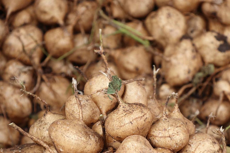 墨西哥山药图片