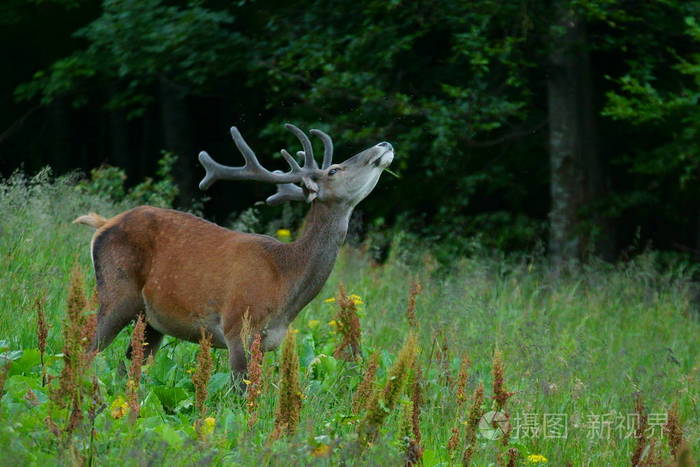红鹿elaphus雄鹿在森林附近的一片草地上