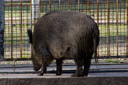 野猪又称野猪