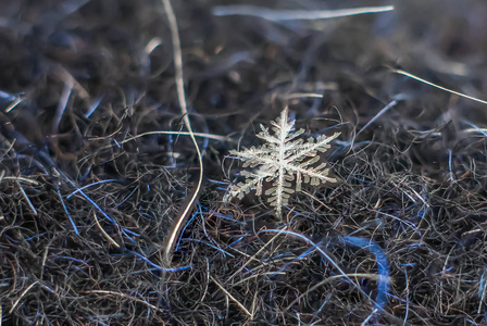 天然雪花宏观冰美的冰冻自然。