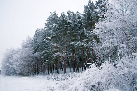 白天的冬季景观，雪林和漂流。 寒冷的天气。