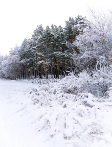 白天的冬季景观，雪林和漂流。 寒冷的天气。