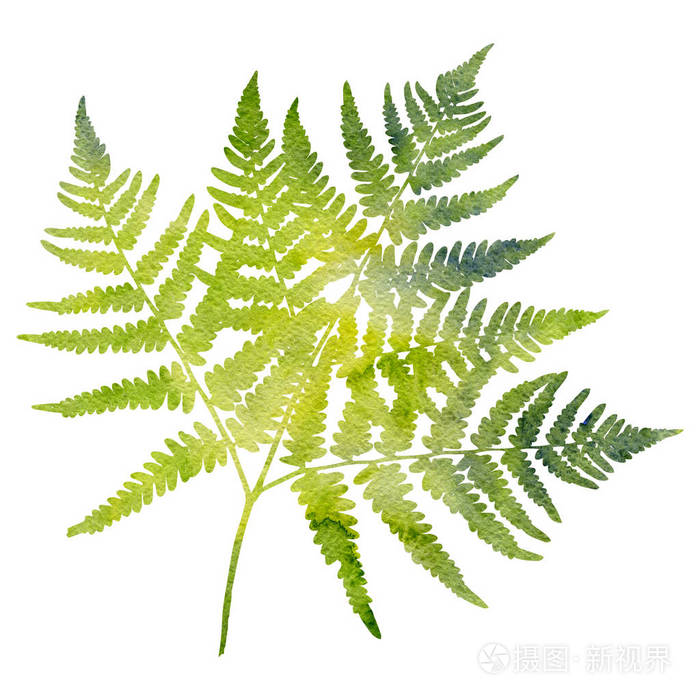 水彩蕨类植物叶子剪影照片 正版商用图片16bl0j 摄图新视界 水彩蕨类植物叶子剪影照片 正版商用图片16bl0j 摄图新视界