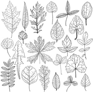 绘图植物图片