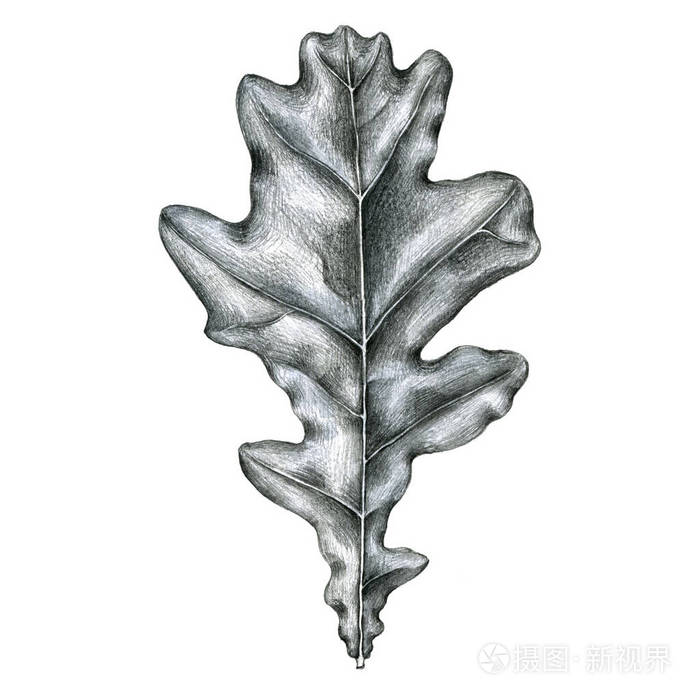 铅笔素描叶