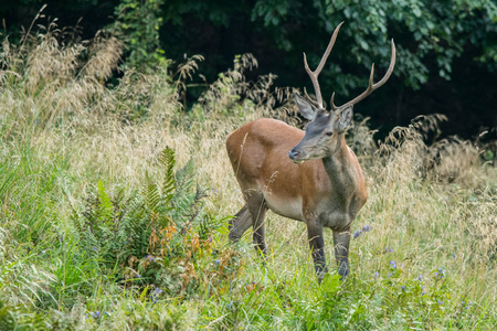 在草地上的鹿马鹿马鹿在林间的草地上.照片
