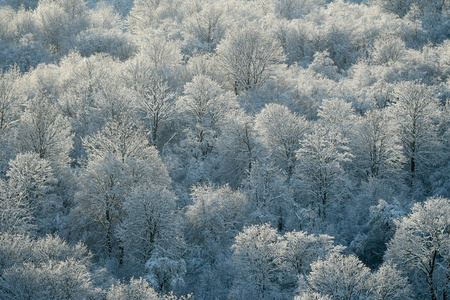 比斯扎迪山上的冬季森林