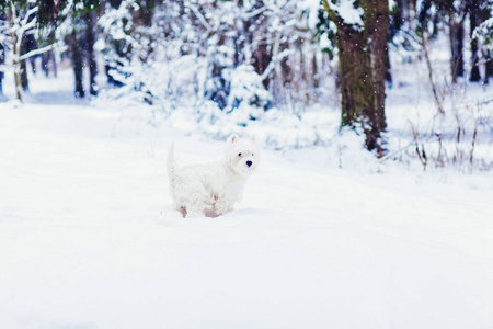白色小狗在雪地里散步图片