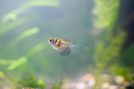 好奇的小鱼在水族馆游泳.照片
