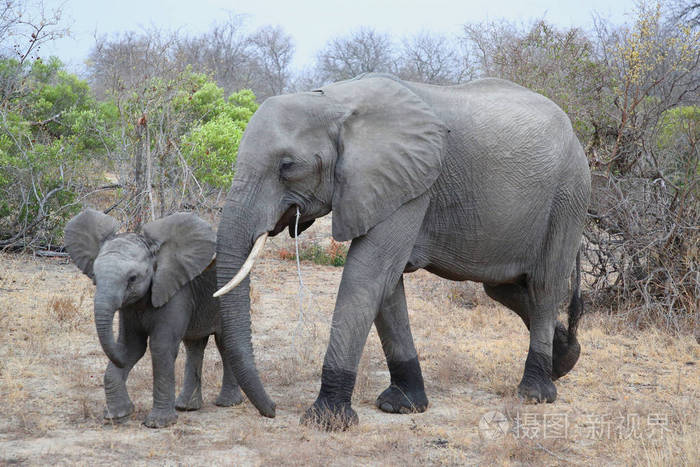 南非克鲁格国家公园有婴儿的非洲母象