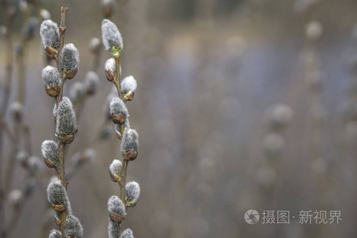 模糊背景盛开的柳枝在模糊的背景上。 春季概念