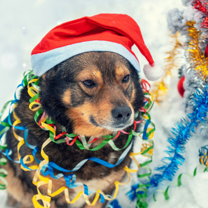 一只狗的肖像纠缠在五颜六色的Tinsel上，戴着圣诞老人的帽子。 冬天，狗坐在雪地森林里