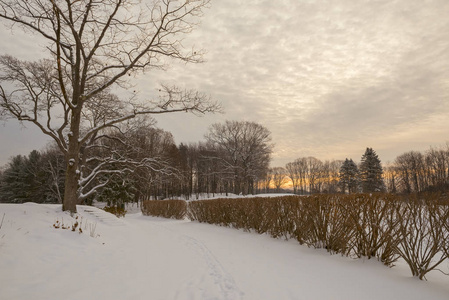 清晨的冬季公园。 美国。 缅因州。