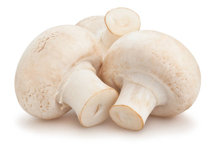 白色背景下的三种香菜蘑菇