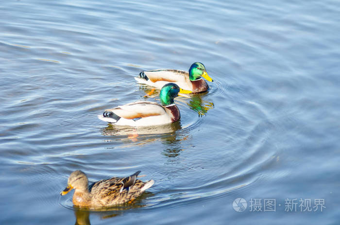 美丽的鸭子漂浮在春江水面上