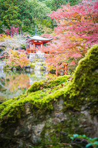 日本京都，秋季有五颜六色的树木和树叶的美丽的大宫寺