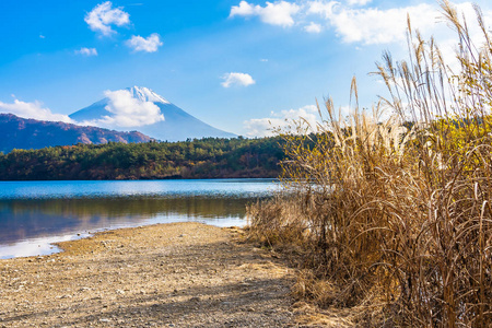 日本大林湖畔枫叶树的富士山美景