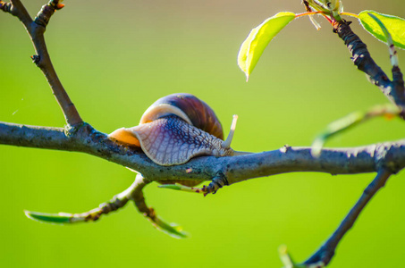沿着盛开的果树枝头匍匐的蜗牛近景
