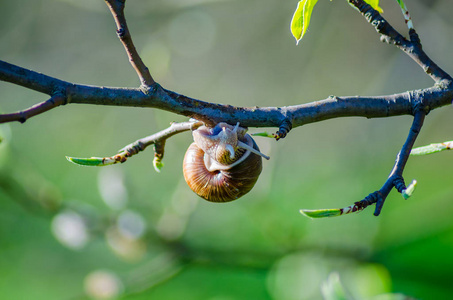 沿着盛开的果树枝头匍匐的蜗牛近景