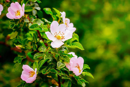 春天明媚的一天，狗花丛上的粉红色花朵